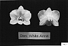 Dendrobium%20hybrid%20%27White%20Anna%27