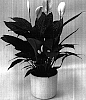Spathiphyllum%20Schott.%20%27Improbra%27