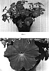 Petunia%20hybrida%20%27Balsunlavim%27