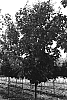 Acer%20saccharum%20%27BAKharl%27