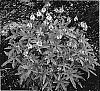 Tiarella%20hybrid%20%27TNTIA041%27