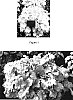 Heuchera%20hybrida%20%27TNHEU042%27