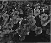 Calibrachoa%20spp.%20%27Cal%20Oran%27