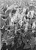 Tiarella%20hybrid%20%27Sugar%20and%20Spice%27