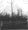 Prunus%20serotina%20Ehrh%20%27AFTC-1%27