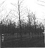 Prunus%20serotina%20Ehrh%20%27AFTC-1%27