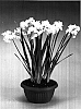 Narcissus%20tazetta%20%27Inbal%27
