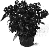 Aster%20novi-belgii%20L.%20%27Cefortuna%27
