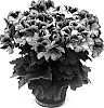 Pelargonium%20x%20domesticum%20%27Pacasal%27