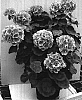 Pelargonium%20x%20hortorum%20%27Paclai%27