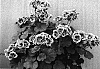 Pelargonium%20x%20hortorum%20%27Swero%27