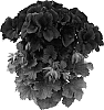 Pelargonium%20x%20domesticum%20%27Pacabla%27