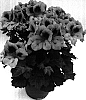 Pelargonium%20x%20domesticum%20%27Pacali%27