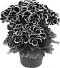 Pelargonium%20x%20domesticum%20%27Pacahal%27