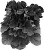 Pelargonium%20x%20domesticum%20%27Pacapur%27