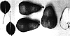 Pyrus%20communis%20%27H2-169%27