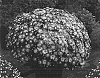 Chrysanthemum%20morifolium%20%27Headliner%20Pink%27