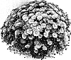 Chrysanthemum%20morifolium%20%27Starstruck%20Pink%27