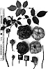 Rosa%20hybrida%20%27AUSintense%27