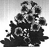 Chrysanthemum%20morifolium%20%27Lilac%20Tension%27