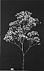 Gypsophila%20paniculata%20%27Dangypwhifa%27
