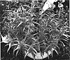 Penstemon%20kunthii%20%27YAPUT%27