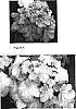 Heuchera%20hybrida%20%27TNHEU041%27
