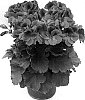 Pelargonium%20x%20domesticum%20%27Pacared%27