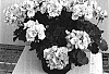 Pelargonium%20x%20hortorum%20%27Pactina%27