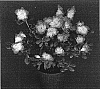 Rhododendron%20hybrida%20%27Spring%20Picotee%27