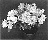 Rhododendron%20hybrida%20%27Spring%20Fling%27