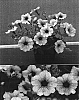 Petunia%20x%20hybrida%20%27Sunsurflala%27