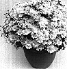 Chrysanthemum%20morifolium%20%27White%20Lights%27
