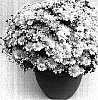 Chrysanthemum%20morifolium%20%27White%20Lights%27