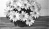 Chrysanthemum%20morifolium%20%27JMAY03%27