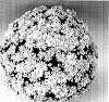 Chrysanthemum%20morifolium%20%27Canary%20Spider%27