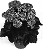 Kalanchoe%20blossfeldiana%20%27Dion%27