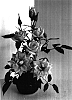 Rosa%20hybrida%20minima%20%27SAVadiana%27