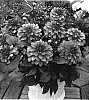 Dahlia%20hybrida%20%27Gallery%20Matisse%27