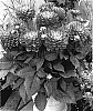 Dahlia%20hybrida%20%27Melody%20Allegro%27