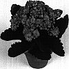 Kalanchoe%20blossfeldiana%20%27Cher%27