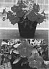 Petunia%20x%20hybrida%20%27Sunremi%27