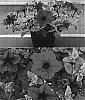 Petunia%20x%20hybrida%20%27Sunsurfbupa%27