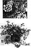 Petunia%20x%20hybrida%20%27MPD2%27
