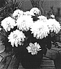 Dahlia%20hybrida%20%27Gallery%20Serenade%27