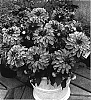 Dahlia%20hybrida%20%27Gallery%20Sisley%27