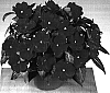 Impatiens%20hawkeri%20%27Fisupnic%20Tallred%27