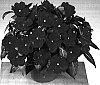 Impatiens%20hawkeri%20%27Fisupnic%20Tallred%27