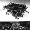 Calibrachoa%20sp.%20%27Sunbelkuropi%27