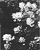 Hydrangea%20paniculata%20%27Bulk%27